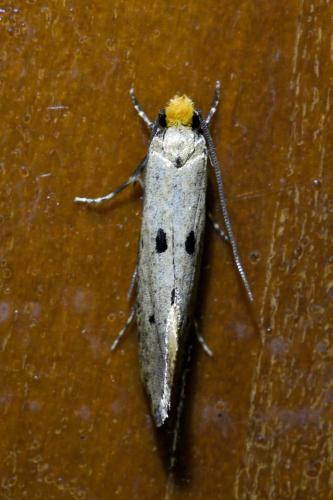 Réf. 328 823 : Tinea trinotella